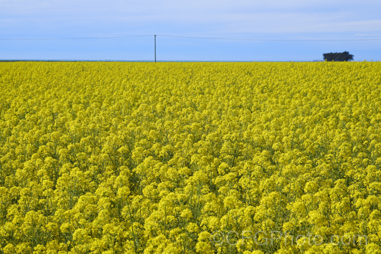 Rapeseed or Canola (<i>Brassica napus</i>) in flower in spring. Rapeseed is cultivated as a winter cover crop and fodder plant but is now grown mainly for its edible seed oils. Brassica napus is similar to some cultivars of Brassica rapa but can most easily be distinguished by its spring to early summer-flowering habit, while. Brassica rapa is mainly summer flowering. Order: Brassicales, Family: Brassicaceae