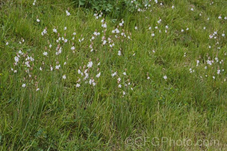 Hollow-stemmed. Asphodel or Onion. Weed (<i>Asphodelus fistulosus</i>), a spring-flowering annual or short-lived perennial originally native to the Mediterranean, but now established as a weed in many areas. Its flower stems are typically 30-60cm high. asphodelus-2374htm'>Asphodelus. Order: Asparagales</a>