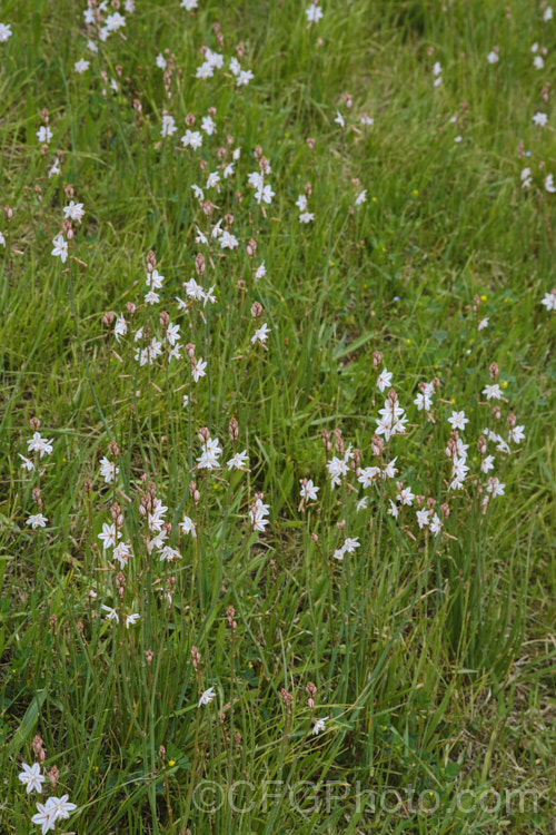 Hollow-stemmed. Asphodel or Onion. Weed (<i>Asphodelus fistulosus</i>), a spring-flowering annual or short-lived perennial originally native to the Mediterranean, but now established as a weed in many areas. Its flower stems are typically 30-60cm high. asphodelus-2374htm'>Asphodelus. Order: Asparagales</a>