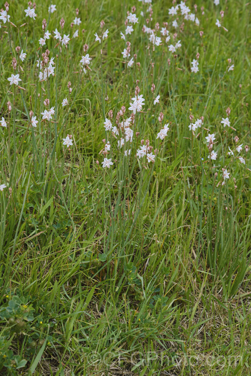 Hollow-stemmed. Asphodel or Onion. Weed (<i>Asphodelus fistulosus</i>), a spring-flowering annual or short-lived perennial originally native to the Mediterranean, but now established as a weed in many areas. Its flower stems are typically 30-60cm high. asphodelus-2374htm'>Asphodelus. Order: Asparagales</a>