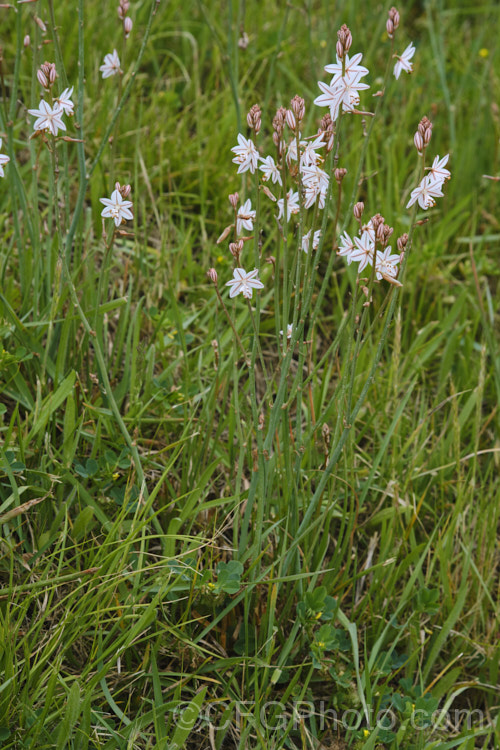 Hollow-stemmed. Asphodel or Onion. Weed (<i>Asphodelus fistulosus</i>), a spring-flowering annual or short-lived perennial originally native to the Mediterranean, but now established as a weed in many areas. Its flower stems are typically 30-60cm high. asphodelus-2374htm'>Asphodelus. Order: Asparagales</a>