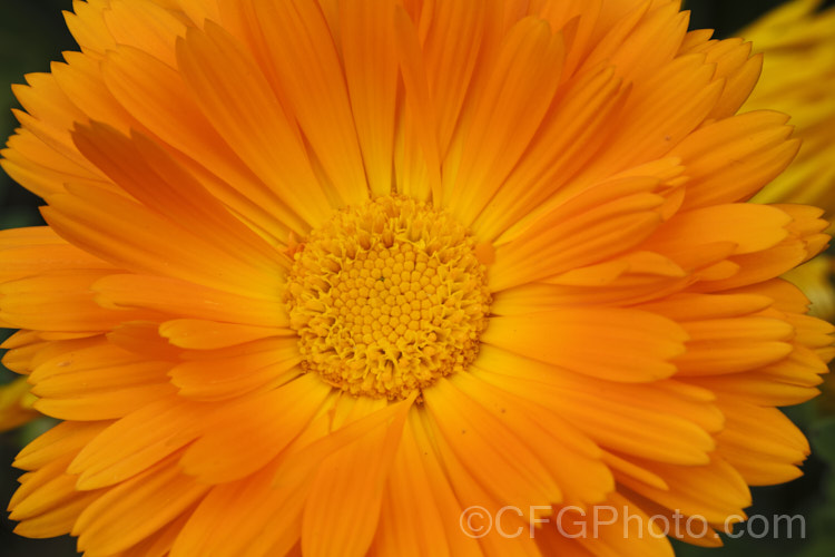 Pot. Marigold or Scotch Marigold (<i>Calendula officinalis</i>), an annual or short-lived perennial that flowers in winter and early spring. It has extensive herbal and medicinal uses. Order: Asterales</a>