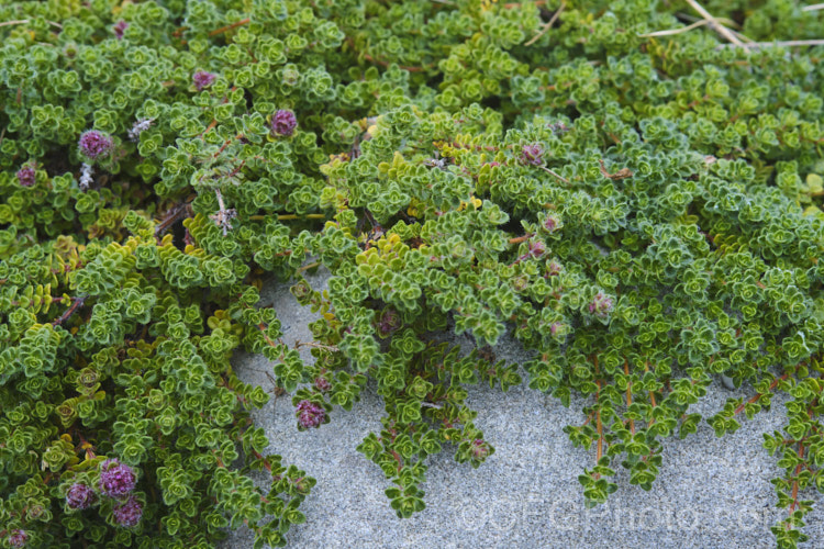 Bergamot. Thyme or Bergamot. Scented Thyme (<i>Thymus serpyllum 'Bergamot'), a citrus-scented, downy leafed cultivar of the common thyme, a prostrate, evergreen, summer-flowering shrub from northern Europe with very aromatic foliage occasionally used in cooking and which has given rise to many such garden cultivars. The flowers are pinkish purple. Order: Lamiales, Family: Lamiaceae Order: Lamiales</a>