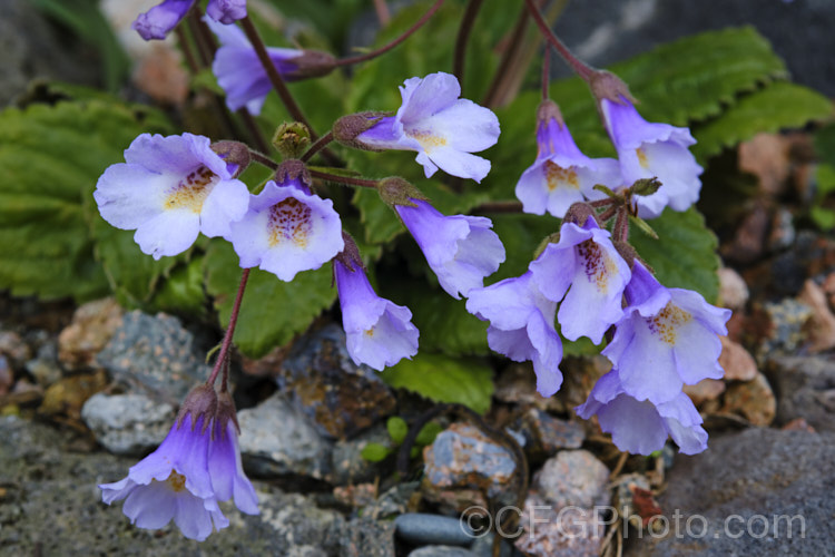 Orpheus Plant or Resurrection Plant (<i>Haberlea rhodopensis</i>), a small, spring- to early summer-flowering gesneriad native to the mountains of Bulgaria and northern Greece. It can survive long periods of desiccation and recovers quickly when rain returns. Order: Lamiales, Family: Gesneriaceae