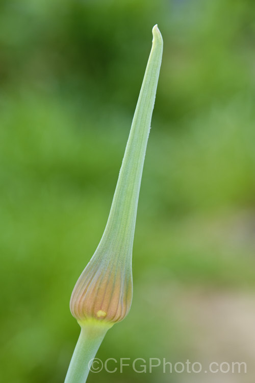 The developing flowerhead of Elephant Garlic (<i>Allium ampeloprasum var. ampeloprasum</i>),a natural variety of the Wild Leek of Eurasia, in which the bulb is enlarged and splits into cloves like garlic. The flavour is garlic-like but milder. The plant is also grown for its large, showy flowerheads. allium-2045htm'>Allium. Order: Asparagales</a>