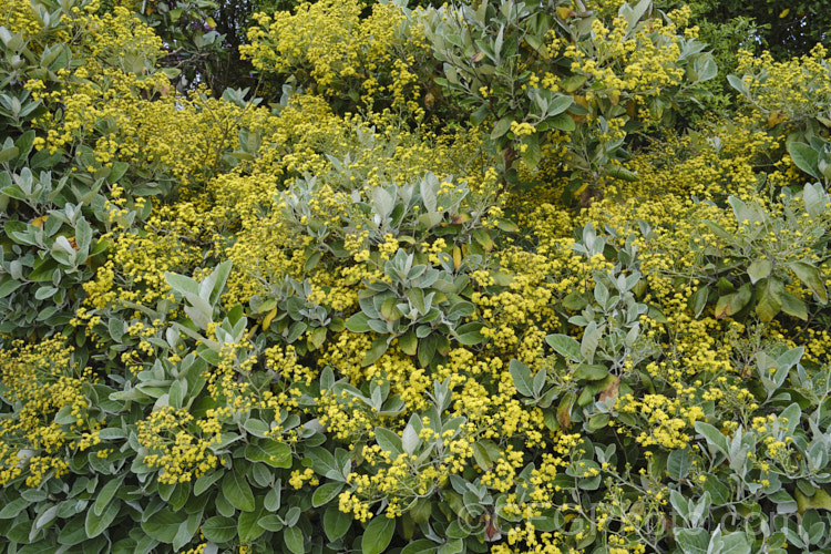 Brachyglottis LeithGold', a hybrid between Brachyglottis repanda and Brachyglottis greyi, raised in Dunedin, New Zealand It has large leave like those of B repanda, but shaped like those of B greyi, and its flowers are yellow like B greyi but a lighter shade. It can grow to 2m high and wide, and flowers in mid- to late spring. brachyglottis-2162htm'>Brachyglottis.