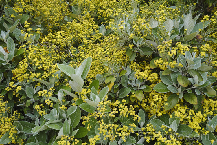 Brachyglottis LeithGold', a hybrid between Brachyglottis repanda and Brachyglottis greyi, raised in Dunedin, New Zealand It has large leave like those of B repanda, but shaped like those of B greyi, and its flowers are yellow like B greyi but a lighter shade. It can grow to 2m high and wide, and flowers in mid- to late spring. brachyglottis-2162htm'>Brachyglottis.