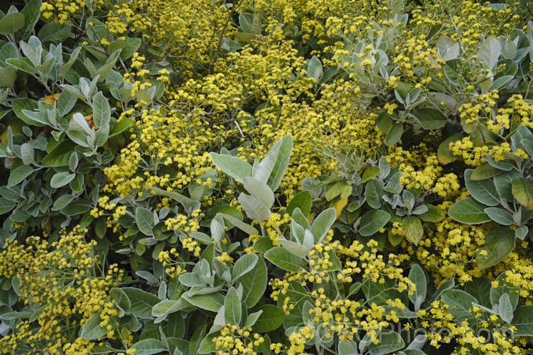 Brachyglottis LeithGold', a hybrid between Brachyglottis repanda and Brachyglottis greyi, raised in Dunedin, New Zealand It has large leave like those of B repanda, but shaped like those of B greyi, and its flowers are yellow like B greyi but a lighter shade. It can grow to 2m high and wide, and flowers in mid- to late spring. brachyglottis-2162htm'>Brachyglottis.