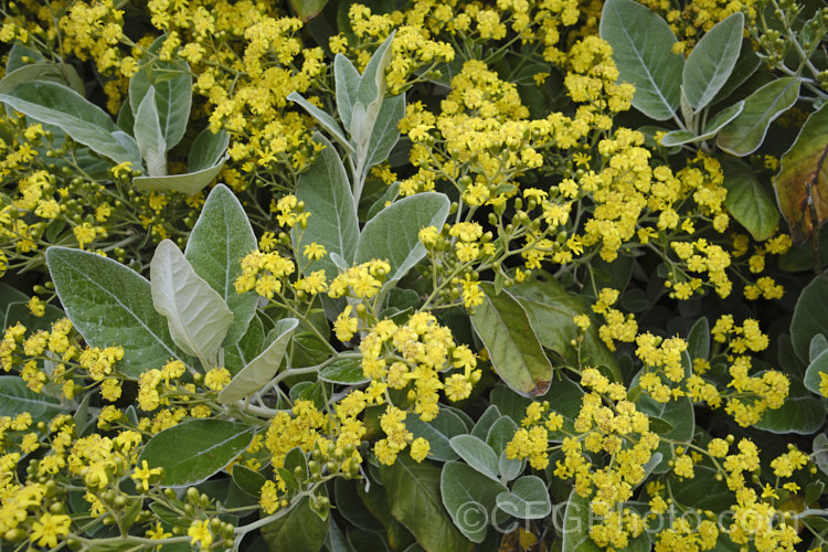 Brachyglottis Leith Gold photo at Pictures of Plants stock image library