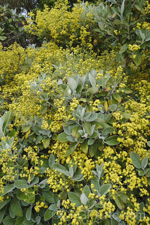 Brachyglottis LeithGold', a hybrid between Brachyglottis repanda and Brachyglottis greyi, raised in Dunedin, New Zealand It has large leave like those of B repanda, but shaped like those of B greyi, and its flowers are yellow like B greyi but a lighter shade. It can grow to 2m high and wide, and flowers in mid- to late spring. brachyglottis-2162htm'>Brachyglottis.