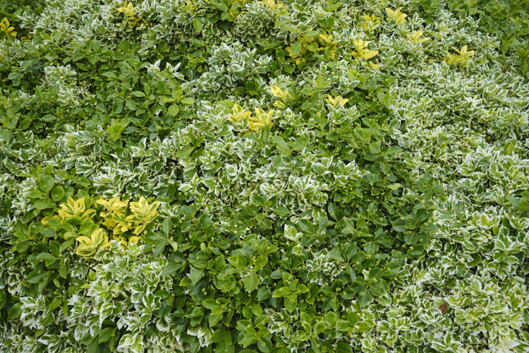 Euonymus japonicus - Reversion photo at Pictures of Plants stock image ...