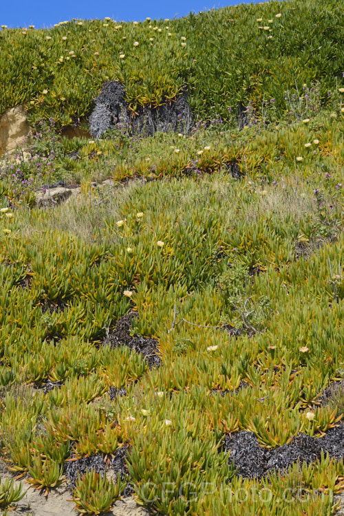 Hottentot. Fig or Iceplant (<i>Carpobrotus edulis</i>) growing on a steep coastal clay bank. This South African succulent that has naturalised in many areas, particularly near the coast. Its flowers are followed by edible watery fruit. carpobrotus-2650htm'>Carpobrotus. <a href='aizoaceae-plant-family-photoshtml'>Aizoaceae</a>. Order: Caryophyllales</a>