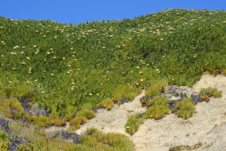 Hottentot. Fig or Iceplant (<i>Carpobrotus edulis</i>) growing on a steep coastal clay bank. This South African succulent that has naturalised in many areas, particularly near the coast. Its flowers are followed by edible watery fruit. carpobrotus-2650htm'>Carpobrotus. <a href='aizoaceae-plant-family-photoshtml'>Aizoaceae</a>. Order: Caryophyllales</a>