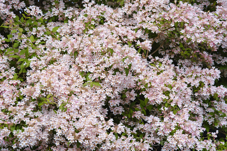 Beauty Bush (<i>Linnaea amabilis [syn. Kolkwitzia amabilis]), a 2-35m tall, deciduous, spring- to early summer-flowering shrub native to central China. It is similar to Weigela and the two genera are closely related, both members of the honeysuckle family. Order: Dipsacales, Family: Caprifoliaceae