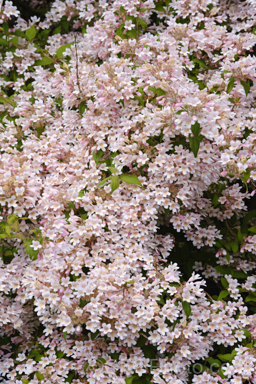 Beauty Bush (<i>Linnaea amabilis [syn. Kolkwitzia amabilis]), a 2-35m tall, deciduous, spring- to early summer-flowering shrub native to central China. It is similar to Weigela and the two genera are closely related, both members of the honeysuckle family. Order: Dipsacales, Family: Caprifoliaceae