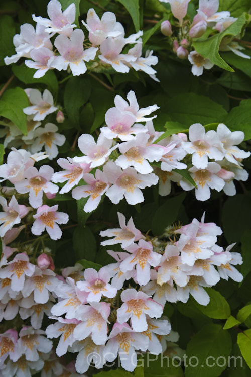 Beauty Bush (<i>Linnaea amabilis [syn. Kolkwitzia amabilis]), a 2-35m tall, deciduous, spring- to early summer-flowering shrub native to central China. It is similar to Weigela and the two genera are closely related, both members of the honeysuckle family. Order: Dipsacales, Family: Caprifoliaceae