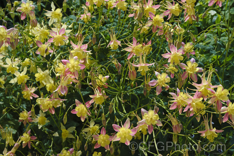 One of the many flower colours of Granny's Bonnet or European Columbine (<i>Aquilegia vulgaris</i>), a spring- to early summer-flowering perennial native to Europe. It grows to around 90cm tall and is the parent of many garden cultivars and hybrids. Order: Ranunculales, Family: Ranunculaceae Order: Ranunculales</a>