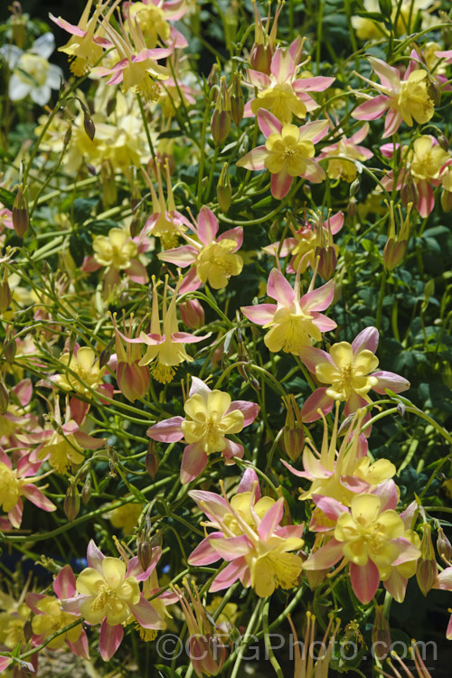 One of the many flower colours of Granny's Bonnet or European Columbine (<i>Aquilegia vulgaris</i>), a spring- to early summer-flowering perennial native to Europe. It grows to around 90cm tall and is the parent of many garden cultivars and hybrids. Order: Ranunculales, Family: Ranunculaceae Order: Ranunculales</a>