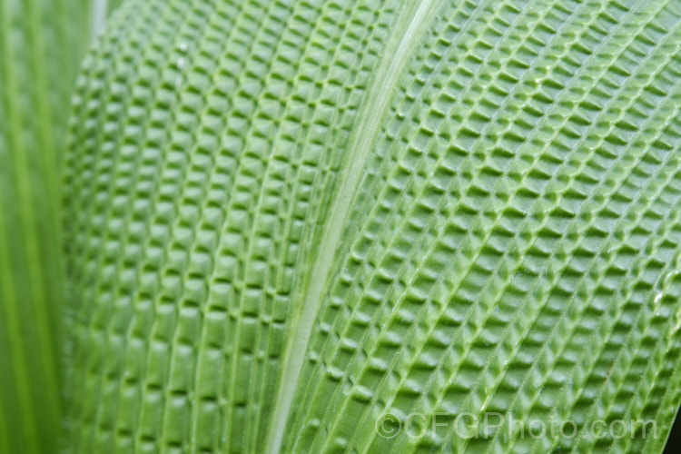 The distinctively textured foliage of Palmgrass, Highland Pit. Pit or Broadleafed. Bristlegrass (<i>Setaria palmifolia</i>),a very wide-leaved grass native to tropical and warm-temperate Asia. The foliage creates an effect similar to a low, clumping palm, though when the plumes of flowers appear its true identity is revealed. While very ornamental, this species has the potential to be invasive in suitable climates. setaria-3631htm'>Setaria. . Order: Poales</a>