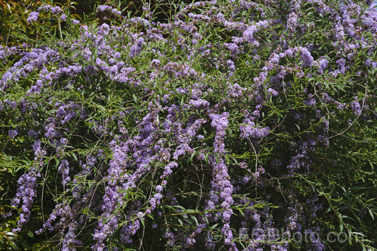 Buddleja alternifolia, a late spring- to early summer-flowering deciduous. Chinese shrub with arching and cascading stems. It can grow to as much as 9m tall and when not in flowers its narrow leaves and arching stems create a rather willow-like effect. The flowers occur only on the previous season's growth. buddleja-2053htm'>Buddleja. <a href='scrophulariaceae-plant-family-photoshtml'>Scrophulariaceae</a>. Order: Lamiales</a>