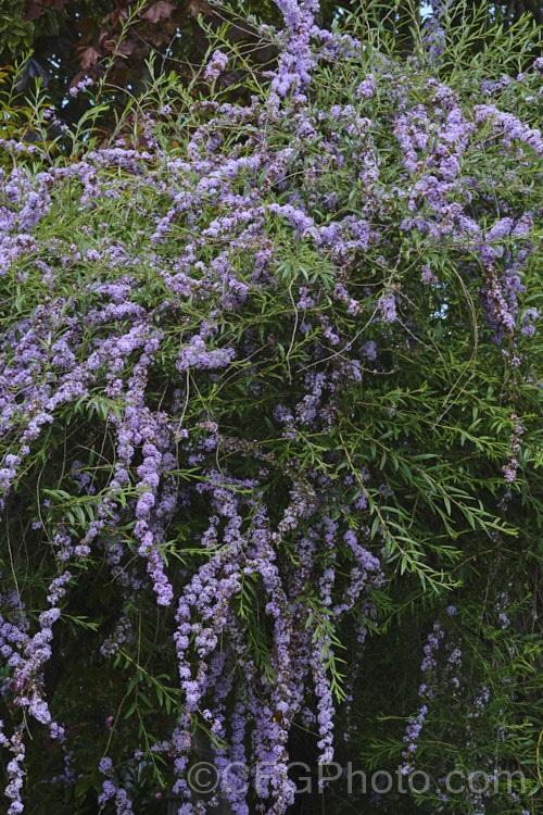 Buddleja alternifolia, a late spring- to early summer-flowering deciduous. Chinese shrub with arching and cascading stems. It can grow to as much as 9m tall and when not in flowers its narrow leaves and arching stems create a rather willow-like effect. The flowers occur only on the previous season's growth. buddleja-2053htm'>Buddleja. <a href='scrophulariaceae-plant-family-photoshtml'>Scrophulariaceae</a>. Order: Lamiales</a>