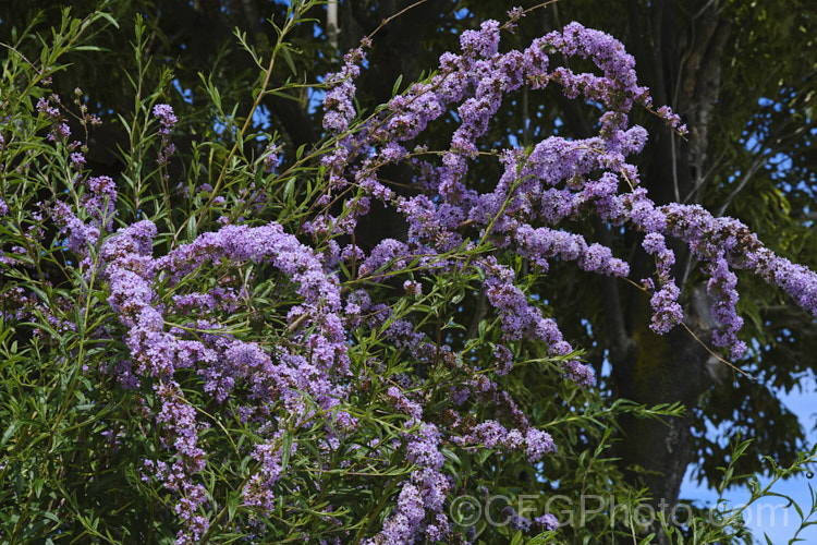 Buddleja alternifolia, a late spring- to early summer-flowering deciduous. Chinese shrub with arching and cascading stems. It can grow to as much as 9m tall and when not in flowers its narrow leaves and arching stems create a rather willow-like effect. The flowers occur only on the previous season's growth. buddleja-2053htm'>Buddleja. <a href='scrophulariaceae-plant-family-photoshtml'>Scrophulariaceae</a>. Order: Lamiales</a>