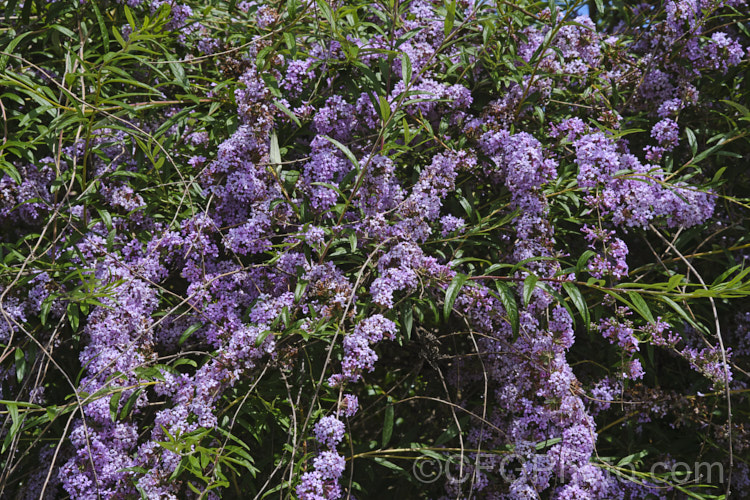 Buddleja alternifolia, a late spring- to early summer-flowering deciduous. Chinese shrub with arching and cascading stems. It can grow to as much as 9m tall and when not in flowers its narrow leaves and arching stems create a rather willow-like effect. The flowers occur only on the previous season's growth. buddleja-2053htm'>Buddleja. <a href='scrophulariaceae-plant-family-photoshtml'>Scrophulariaceae</a>. Order: Lamiales</a>