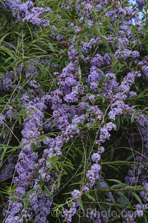 Buddleja alternifolia, a late spring- to early summer-flowering deciduous. Chinese shrub with arching and cascading stems. It can grow to as much as 9m tall and when not in flowers its narrow leaves and arching stems create a rather willow-like effect. The flowers occur only on the previous season's growth. buddleja-2053htm'>Buddleja. <a href='scrophulariaceae-plant-family-photoshtml'>Scrophulariaceae</a>. Order: Lamiales</a>