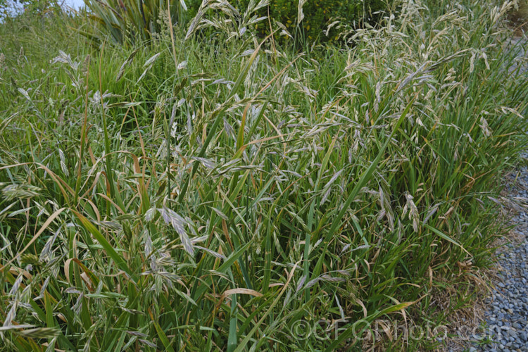 Rescuegrass, Grazing. Brome, Pampas. Brome or Prairie. Grass (<i>Bromus catharticus</i>), a hardy annual or biennial grass native to southern South America but now widely naturalised. It has rather coarse blue-green to grey-green foliage and often appears as a weed in lawns and gardens. As the common names suggest, it occurs naturally on open plains, is suitable for fodder and because of its ability to survive drought, it can come to farmers' rescue when little else survives. bromus-2608htm'>Bromus. . Order: Poales</a>