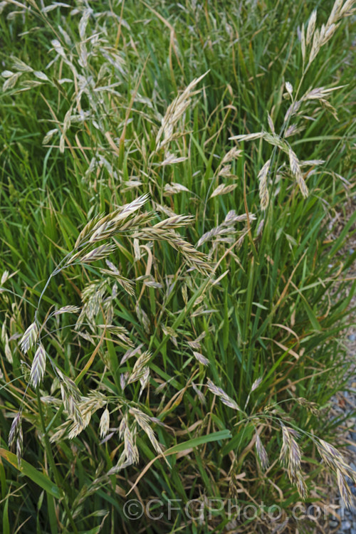 Rescuegrass, Grazing. Brome, Pampas. Brome or Prairie. Grass (<i>Bromus catharticus</i>), a hardy annual or biennial grass native to southern South America but now widely naturalised. It has rather coarse blue-green to grey-green foliage and often appears as a weed in lawns and gardens. As the common names suggest, it occurs naturally on open plains, is suitable for fodder and because of its ability to survive drought, it can come to farmers' rescue when little else survives. bromus-2608htm'>Bromus. . Order: Poales</a>