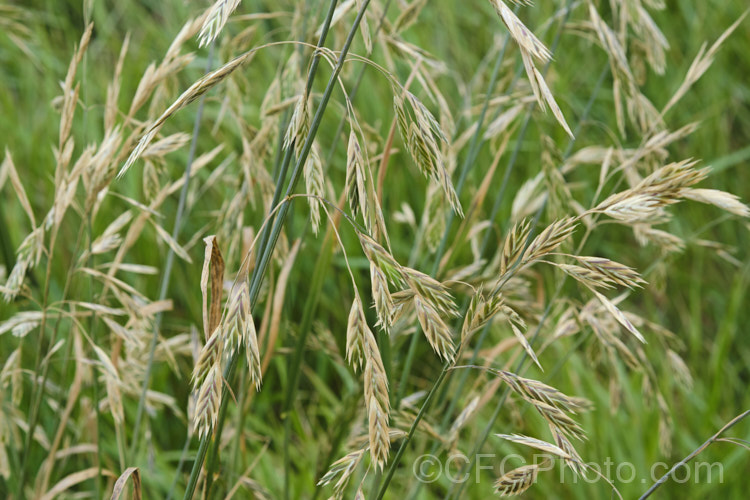 Rescuegrass, Grazing. Brome, Pampas. Brome or Prairie. Grass (<i>Bromus catharticus</i>), a hardy annual or biennial grass native to southern South America but now widely naturalised. It has rather coarse blue-green to grey-green foliage and often appears as a weed in lawns and gardens. As the common names suggest, it occurs naturally on open plains, is suitable for fodder and because of its ability to survive drought, it can come to farmers' rescue when little else survives. bromus-2608htm'>Bromus. . Order: Poales</a>