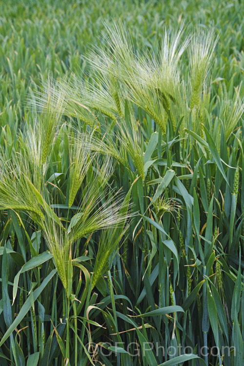 Barley (<i>Hordeum vulgare</i>), along with wheat, maize and oats, barley is a major grain crop. It is widely used in animal feeds and its main use for human consumption is in producing malt and as an ingredient in multi-grain foods. Its germination time is just 1-3 days and it matures quite quickly, making it a better proposition in areas too cold for wheat or maize. hordeum-2292htm'>Hordeum. . Order: Poales</a>