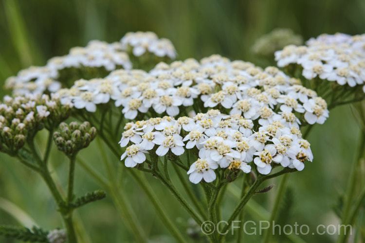 Common Yarrow (<i>Achillea millefolium</i>), a vigorous, summer-flowering, Eurasian perennial that has naturalised in many parts of the world. Although often considered a weed in its wild form, it has given rise to many garden cultivars and hybrids. Yarrow also has many traditional herbal uses. Order: Asterales, Family: Asteraceae