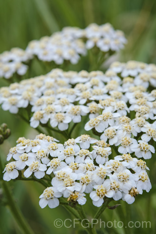 Common Yarrow (<i>Achillea millefolium</i>), a vigorous, summer-flowering, Eurasian perennial that has naturalised in many parts of the world. Although often considered a weed in its wild form, it has given rise to many garden cultivars and hybrids. Yarrow also has many traditional herbal uses. Order: Asterales, Family: Asteraceae