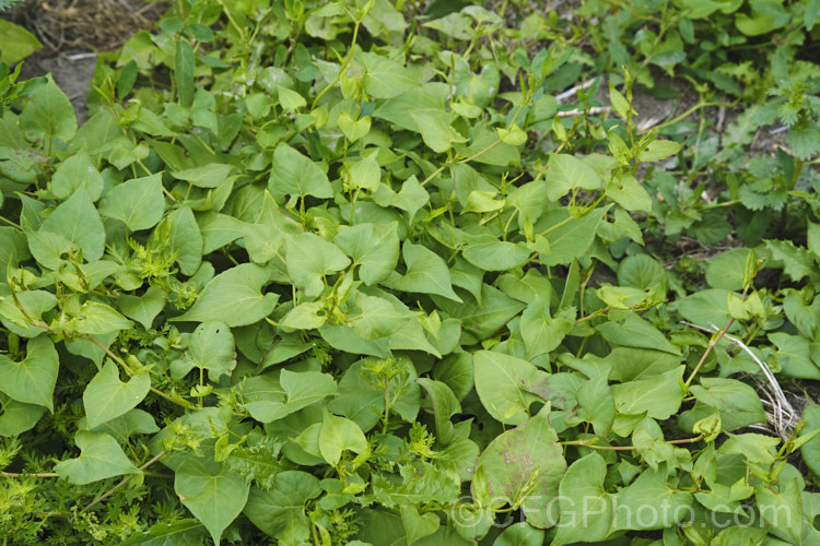 Black Bindweed or Wild Buckwheat (<i>Fallopia convolvulus [syns. Fagopyrum convolvulus, Polygonum convolvulus]), a quick-growing annual or short-lived perennial native to Eurasia and North Africa. It has become widely naturalised and is often seen as a garden weed. Order: Caryophyllales, Family: Polygonaceae Order: Caryophyllales</a>