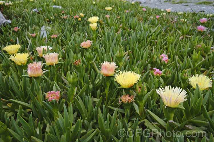 Hottentot. Fig or Iceplant (<i>Carpobrotus edulis</i>), a South African succulent that has naturalised in many areas, particularly near the coast. Its flowers are followed by edible watery fruit. carpobrotus-2650htm'>Carpobrotus. <a href='aizoaceae-plant-family-photoshtml'>Aizoaceae</a>. Order: Caryophyllales</a>