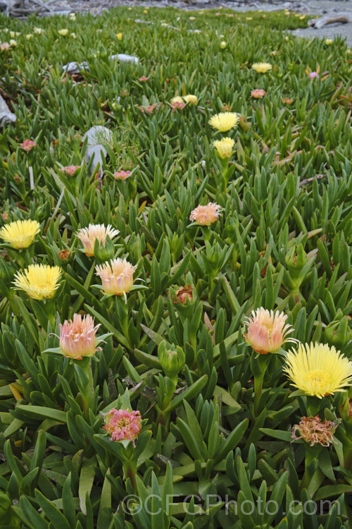 Hottentot. Fig or Iceplant (<i>Carpobrotus edulis</i>), a South African succulent that has naturalised in many areas, particularly near the coast. Its flowers are followed by edible watery fruit. carpobrotus-2650htm'>Carpobrotus. <a href='aizoaceae-plant-family-photoshtml'>Aizoaceae</a>. Order: Caryophyllales</a>