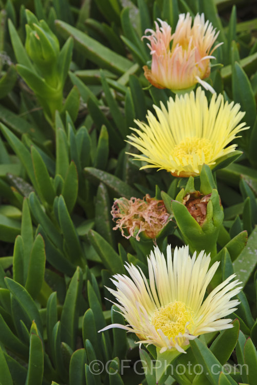 Hottentot. Fig or Iceplant (<i>Carpobrotus edulis</i>), a South African succulent that has naturalised in many areas, particularly near the coast. Its flowers are followed by edible watery fruit. carpobrotus-2650htm'>Carpobrotus. <a href='aizoaceae-plant-family-photoshtml'>Aizoaceae</a>. Order: Caryophyllales</a>