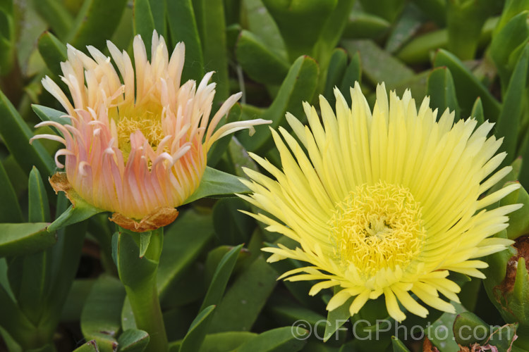 Hottentot. Fig or Iceplant (<i>Carpobrotus edulis</i>), a South African succulent that has naturalised in many areas, particularly near the coast. Its flowers are followed by edible watery fruit. carpobrotus-2650htm'>Carpobrotus. <a href='aizoaceae-plant-family-photoshtml'>Aizoaceae</a>. Order: Caryophyllales</a>