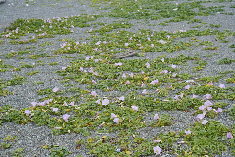 Shore Bindweed, Shore Convolvulus or Shore Morning Glory (<i>Calystegia soldanella [syn. Convolvulus soldanella]), a small, creeping, carpeting, summer-flowering perennial vine that occurs in coastal regions in temperate regions of both hemispheres
