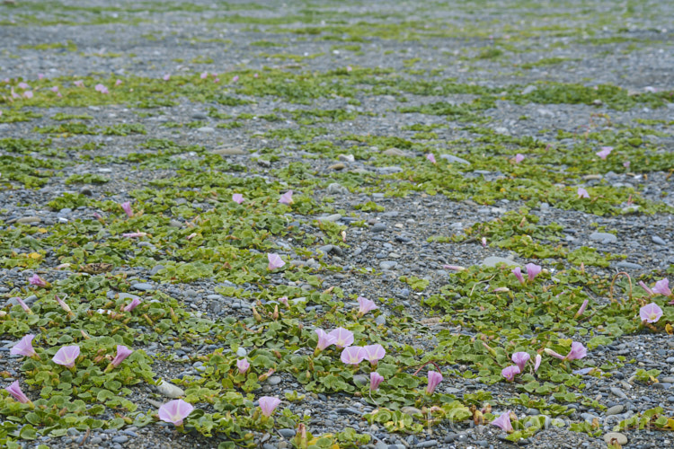 Shore Bindweed, Shore Convolvulus or Shore Morning Glory (<i>Calystegia soldanella [syn. Convolvulus soldanella]), a small, creeping, carpeting, summer-flowering perennial vine that occurs in coastal regions in temperate regions of both hemispheres