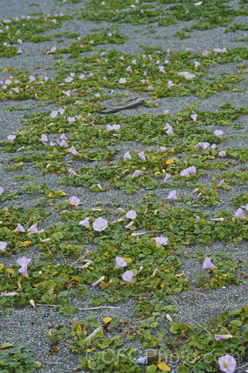 Shore Bindweed, Shore Convolvulus or Shore Morning Glory (<i>Calystegia soldanella [syn. Convolvulus soldanella]), a small, creeping, carpeting, summer-flowering perennial vine that occurs in coastal regions in temperate regions of both hemispheres