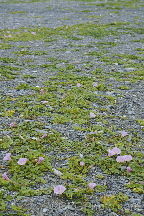 Shore Bindweed, Shore Convolvulus or Shore Morning Glory (<i>Calystegia soldanella [syn. Convolvulus soldanella]), a small, creeping, carpeting, summer-flowering perennial vine that occurs in coastal regions in temperate regions of both hemispheres