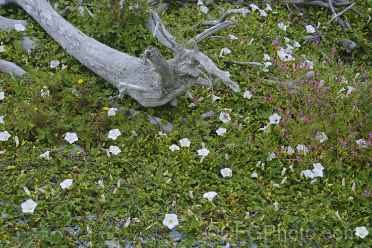 Shore Bindweed, Shore Convolvulus or Shore Morning Glory (<i>Calystegia soldanella [syn. Convolvulus soldanella]), a small, creeping, carpeting, summer-flowering perennial vine that occurs in coastal regions in temperate regions of both hemispheres