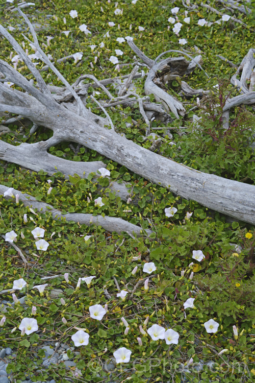 Shore Bindweed, Shore Convolvulus or Shore Morning Glory (<i>Calystegia soldanella [syn. Convolvulus soldanella]), a small, creeping, carpeting, summer-flowering perennial vine that occurs in coastal regions in temperate regions of both hemispheres