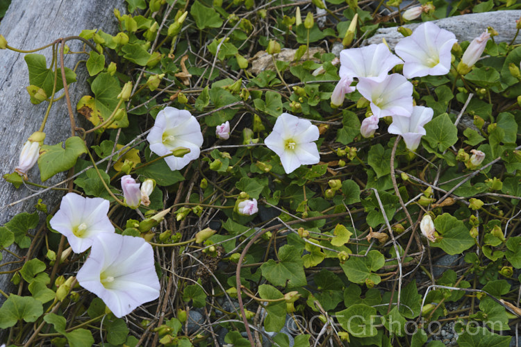 Shore Bindweed, Shore Convolvulus or Shore Morning Glory (<i>Calystegia soldanella [syn. Convolvulus soldanella]), a small, creeping, carpeting, summer-flowering perennial vine that occurs in coastal regions in temperate regions of both hemispheres