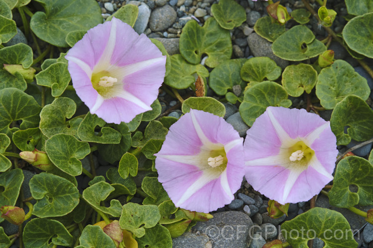 Shore Bindweed, Shore Convolvulus or Shore Morning Glory (<i>Calystegia soldanella [syn. Convolvulus soldanella]), a small, creeping, carpeting, summer-flowering perennial vine that occurs in coastal regions in temperate regions of both hemispheres