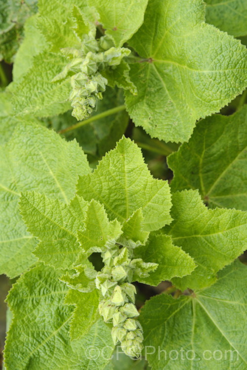 The new foliage and developing flower buds of a Hollyhock (<i>Alcea rosea [syn. Althaea rosea]), a western Asian biennial or perennial to 3m tall. There are many garden forms. alcea-2169htm'>Alcea. Order: Malvales</a>