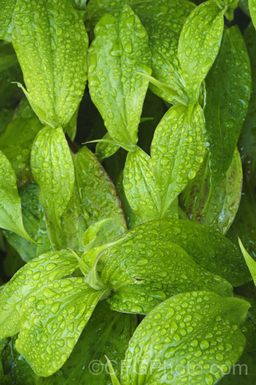 The summer foliage of the Toad. Lily (<i>Tricyrtis hirta</i>), an autumn-flowering Japanese herbaceous perennial that forms a large, spreading clump around 80cm high. tricyrtis-2303htm'>Tricyrtis. <a href='liliaceae-plant-family-photoshtml'>Liliaceae</a>. Order: Liliales</a>
