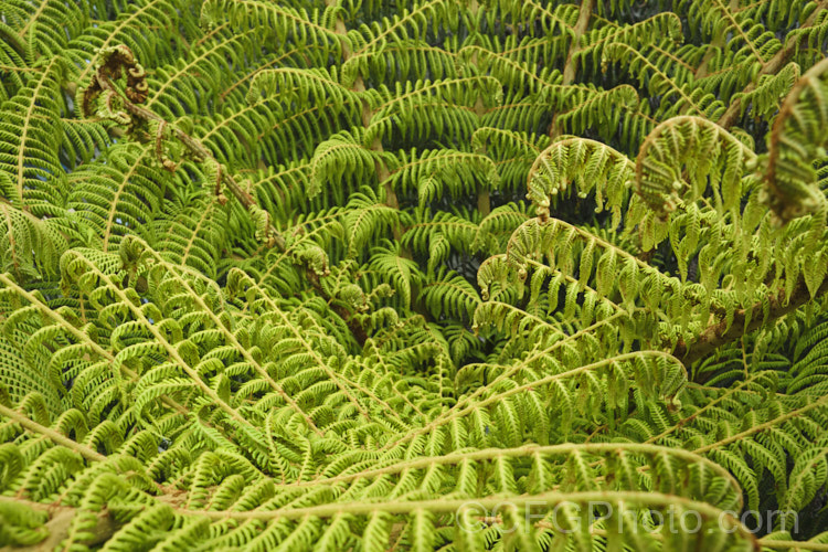 Young fronds of the Silver Fern or Ponga (<i>Cyathea dealbata [syn. Alsophila tricolor]), a tree fern native to New Zealand. The undersides of the mature fronds are silvery. The fern may produce fronds singly or can develop a whole new head of foliage, expanding many fronds simultaneously, as this plant is doing. Order: Cyatheales, Family: Cyatheaceae